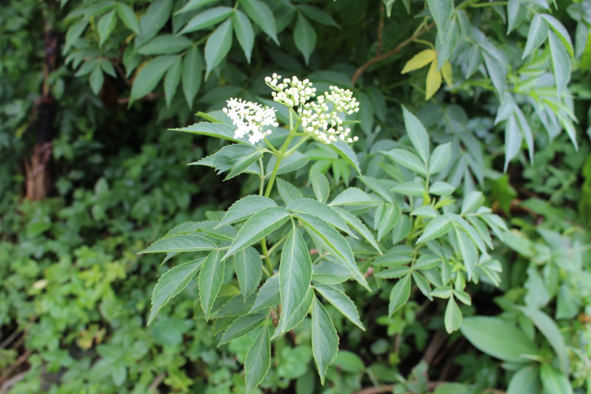 Sambucus